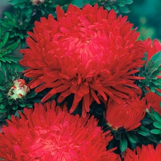アスター "Duchesse"  - 赤い花 -  225種子 - Callistephus chinensis  - シーズ