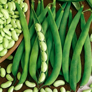 矮豆“Presto” - 绿色豆荚，flageolet型 -  120粒种子 - Phaseolus vulgaris L. - 種子