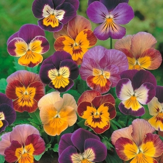 Pensée à Cornes "Bambini" - mélange de variétés - 270 graines - Viola cornuta