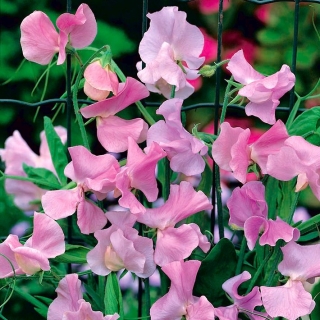 Pink Sweet Pea seeds - Lathyrus odoratus - 36 seeds