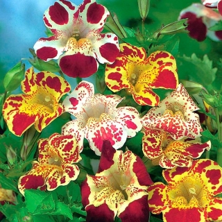Monkeyflower - 2500 frø - Mimulus hybridus