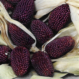 Dekoratīvie, zemeņu kukurūza! - 39 sēklas - Zea mays var. japonica Strawberry Corn