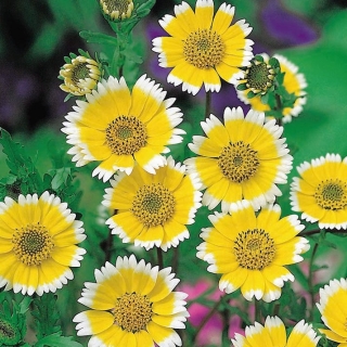 TIDY TIPS FLOWER 100 FRESH SEEDS FREE SHIPPING 