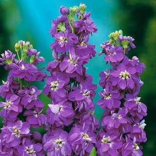 Lily-blue hoary stock "Excelsior"; desaťtýždňové zásoby - 300 semien - Matthiola incana annua - semená
