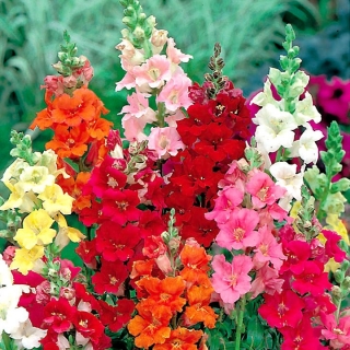 トランペット形の花を持つ一般的なキンギョソウ "トランペットセレナーデ"  -  740種 - Antirrhinum majus nanum Trumpet Serenade - シーズ