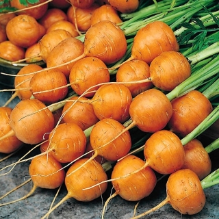 Round Carrot Pariser Markt 4 seeds - Daucus carota - 2550 seeds - Daucus carota ssp. sativus  - benih