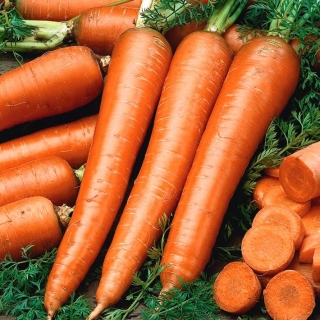 Carrot'Flakkese 2'，Trophy-Zif型 - 晚期，非常高产的品种 -  Daucus carota - 種子