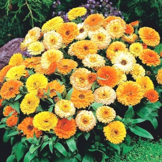 Dwarf pot marigold - 240 seemnet - Calendula officinalis - seemned