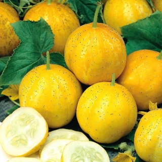 بذور خيار الليمون - كوكوميس ساتيفوس - Cucumis sativus ‘Citron' - ابذرة