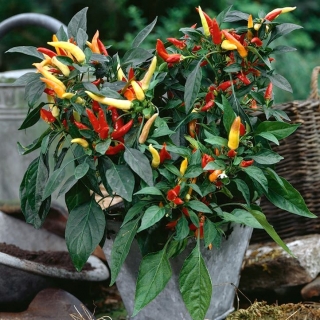 Home Garden - Mix di peperoncini piccanti - per coltivazioni indoor e balconate - Capsicum annum - semi