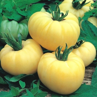 토마토 "백색 아름다움"- 분야, 백색 다양성 - Solanum lycopersicum  - 씨앗