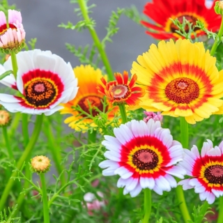 Maalattu Daisy Tricolor Rainbow Mix siemeniä - Chrysanthemum carinatum - 750 siementä - siemenet