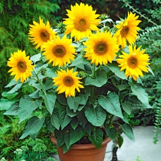 Yellow Sunflower seeds - Helianthus annuus - 40 seeds
