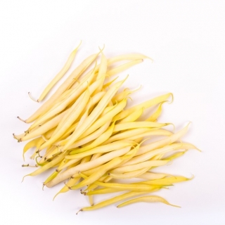 Dwarf kuning kacang Perancis "Tara - Phaseolus vulgaris L. - benih
