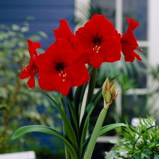 Hippeastrum - Amarylis - červená - GIANT květinové cibulky