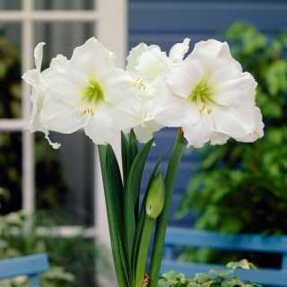 Hipeastrum – White Amaryllis – GIANT bulb