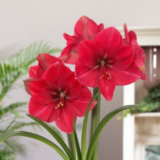 Hippeastrum - Amaryllis - růžové květy - GIANT květinové cibulky