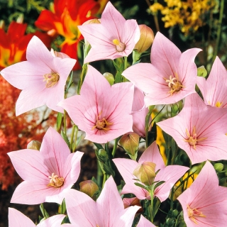 Λουλούδι μπαλόνι Fuji Ροζ σπόροι - Platycodon grandiflorus - 110 σπόροι