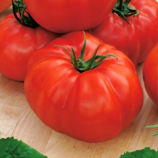 Tomato "Saint Pierre" - sturdy, raspberry variety - 200 seeds