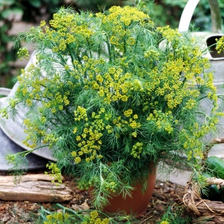 Zahradní kopr "Kytice" - pro pěstování hrnců - Potažené semena - 300 semen - Anethum graveolens L. - semena