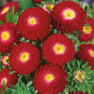 Red pompom-flowered aster - 500 biji - Callistephus chinensis - benih