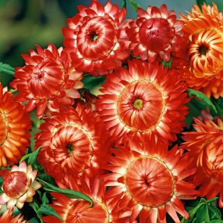 오렌지 황금 영원한; strawflower - 1200 종자 - Xerochrysum bracteatum - 씨앗