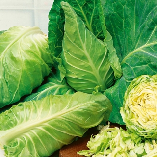 Gūžinis kopūstas - Express - baltas - 200 sėklos - Brassica oleracea convar. capitata var. alba