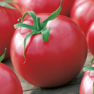 Tomate - Malinowy Kujawski - Lycopersicon esculentum Mill  - semillas