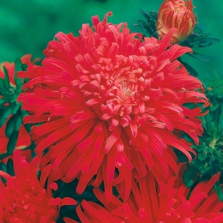 Aster rojo con flores de crisantemo "Flame" - 500 semillas - Callistephus chinensis