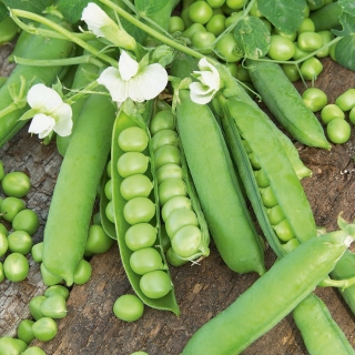 Bio - Şeker ek bezelye - sertifikalı organik tohumlar - Pisum sativum L.