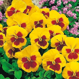 Фиа́лка Ви́ттрока - Yellow Red Eye - желто - красный - 320 семена - Viola x wittrockiana