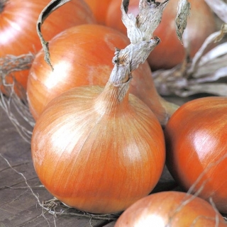 Onion "Topolska" - for winter storing - 1250 seeds