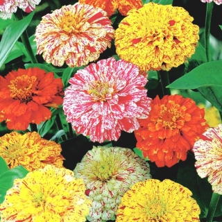 डहेलिया-फूलदार झिननिया "पेपरमिंट स्टिक" - बिंदीदार फूल किस्म मिश्रण - 120 बीज - 