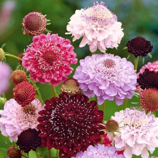 Scabiosa, pincushion blomst - farve blanding - 110 frø - Scabiosa atropurpurea
