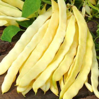 Kacang kuning kuning "Gazelle" - Phaseolus vulgaris L. - benih