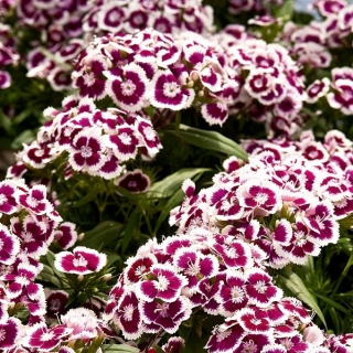 Sweet William Holborn Glory frø - Dianthus barbatus - 450 frø