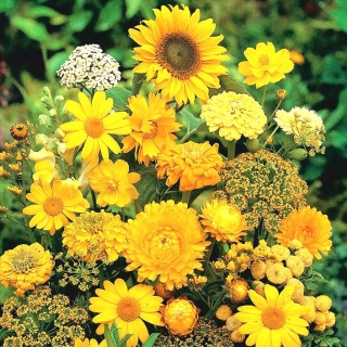 Gelbe Pflanzen gemischte Samen - 