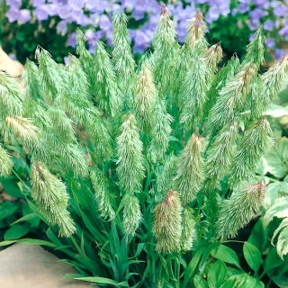 Goldentop Grass seemned - Lamarckia aurea