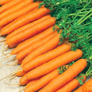胡萝卜阿姆斯特丹3种子 - 胡萝卜（涂层种子） -  300粒种子 - Daucus carota ssp. sativus  - 種子
