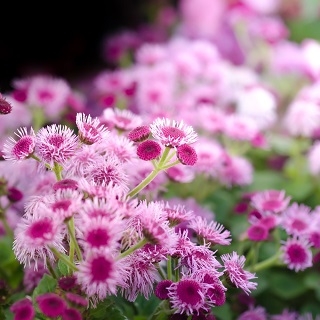 Růžová flossflower, - 3500 semen - Ageratum houstonianum - semena