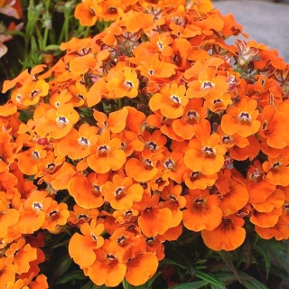 Nemesia Orange Prince seeds - Nemesia strumosa - 1300 seeds