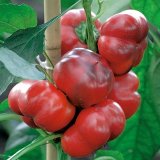 Pimento - Iga - 60 sementes - Capsicum L.