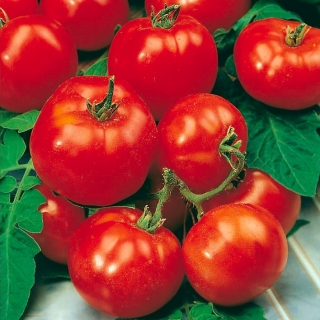 番茄“Beta” - 适合业余爱好者的园丁 - Lycopersicon esculentum Mill  - 種子