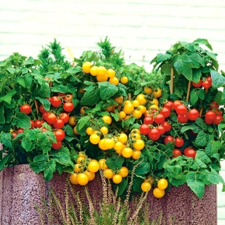 דף הבית גן - עגבניות "Thumbling טום", תערובת מגוון צבעים רב - לטיפוח מקורה ומרפסת - Lycopersicon esculentum  - זרעים