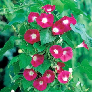 常见的牵牛花“Scarlet O'Hara”;高大的牵牛花，紫色的牵牛花--36粒种子 - Ipomea purpurea - 種子