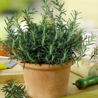 Home Garden - Rosemary - voor binnen- en balkoncultuur - 80 zaden - Rosmarinus officinalis