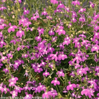 Lobelia Riviera Semena vrtnic - Lobelia pendula - 3200 semen - Lobelia erinus