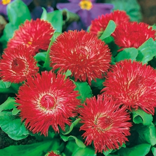 Ilggadīgā mārpuķīte - Grandiflora – Grace - sarkans - 600 sēklas - Bellis perennis grandiflora.