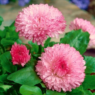 Pink large flowered daisy "Maria" - 900 seeds