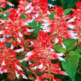 Pragtsalvie - White RED Bicolour - 56 frø - Salvia splendens